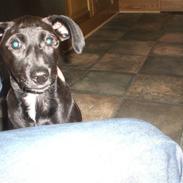 Blanding af racer Shiva