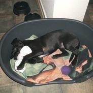 Blanding af racer Shiva