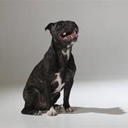 Staffordshire bull terrier Luffe - The Staff