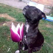 Staffordshire bull terrier Luffe - The Staff