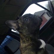 Fransk bulldog Ronaldo