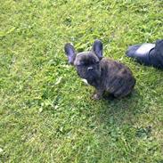 Fransk bulldog Ronaldo