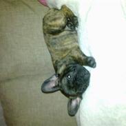 Fransk bulldog Ronaldo