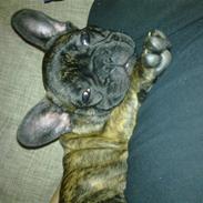 Fransk bulldog Ronaldo