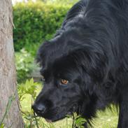 Blanding af racer Balder