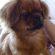 Pekingeser Maks