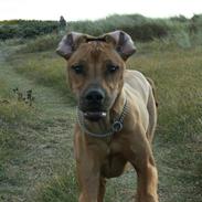 Rhodesian ridgeback Sputnik