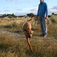 Rhodesian ridgeback Sputnik