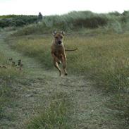 Rhodesian ridgeback Sputnik