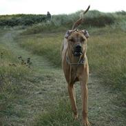 Rhodesian ridgeback Sputnik