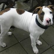 Amerikansk bulldog Toffer