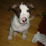 Amerikansk bulldog Toffer