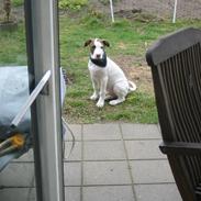 Amerikansk bulldog Toffer