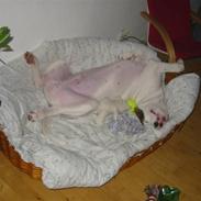 Amerikansk bulldog Toffer