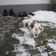 Cavalier king charles spaniel Blendheim