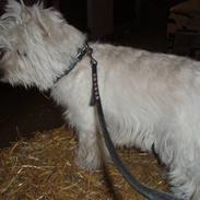 West highland white terrier Mitzi R.I.P