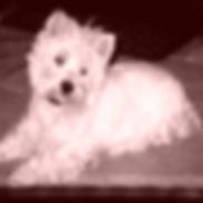 West highland white terrier Mitzi R.I.P