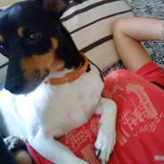 Dansk svensk gaardhund Daisy *min engel*;')<3