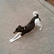 Dansk svensk gaardhund Daisy *min engel*;')<3