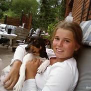 Dansk svensk gaardhund Daisy *min engel*;')<3