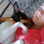 Dansk svensk gaardhund Daisy *min engel*;')<3