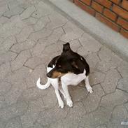 Dansk svensk gaardhund Daisy *min engel*;')<3