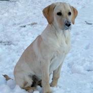 Labrador retriever Bailey