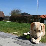 Labrador retriever Bailey