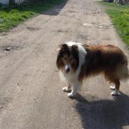Collie langhåret Lassie