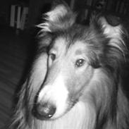 Collie langhåret Lassie