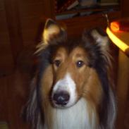 Collie langhåret Lassie