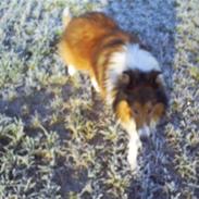 Collie langhåret Lassie
