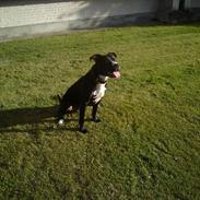 Amerikansk staffordshire terrier Basse