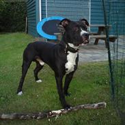 Amerikansk staffordshire terrier Basse
