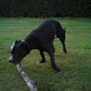 Amerikansk staffordshire terrier Basse