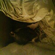 Amerikansk staffordshire terrier Basse