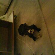 Amerikansk staffordshire terrier Basse