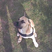 Blanding af racer buller R.I.P. 11/11-11