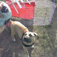 Blanding af racer buller R.I.P. 11/11-11