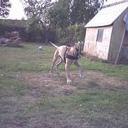 Blanding af racer buller R.I.P. 11/11-11