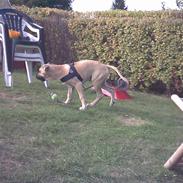 Blanding af racer buller R.I.P. 11/11-11