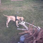 Blanding af racer buller R.I.P. 11/11-11