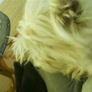 West highland white terrier Mitzi R.I.P