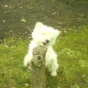 West highland white terrier Mitzi R.I.P