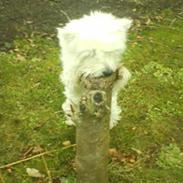 West highland white terrier Mitzi R.I.P