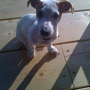 Jack russell terrier Jackie