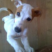 Jack russell terrier Jackie