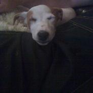 Jack russell terrier Jackie