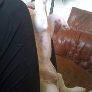 Jack russell terrier Jackie