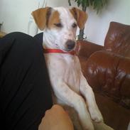 Jack russell terrier Jackie